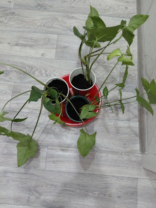 Продам сингониумы