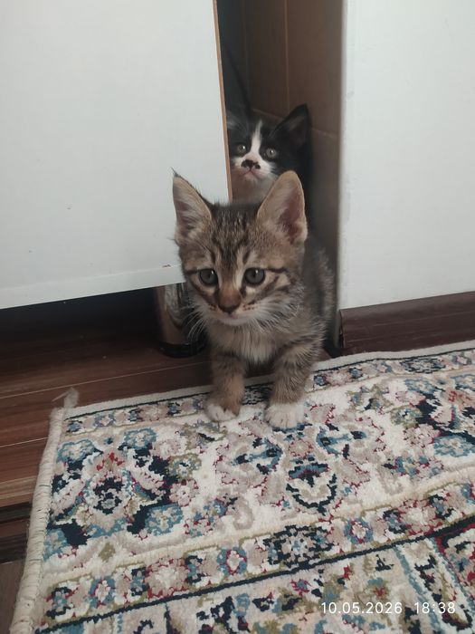 Мушуклар (Котята)