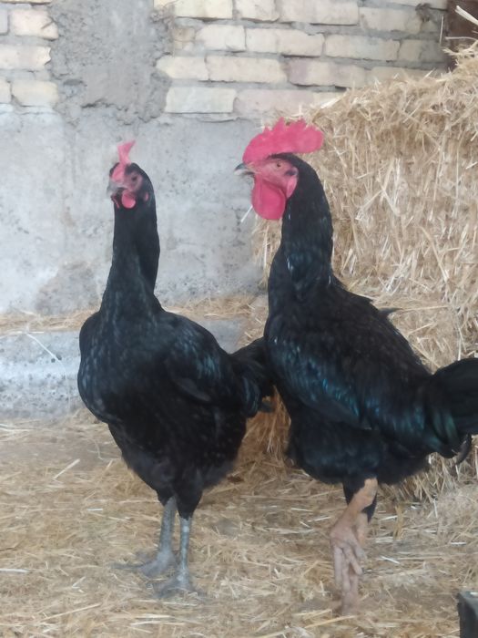 Toza shalpang para sotiladi