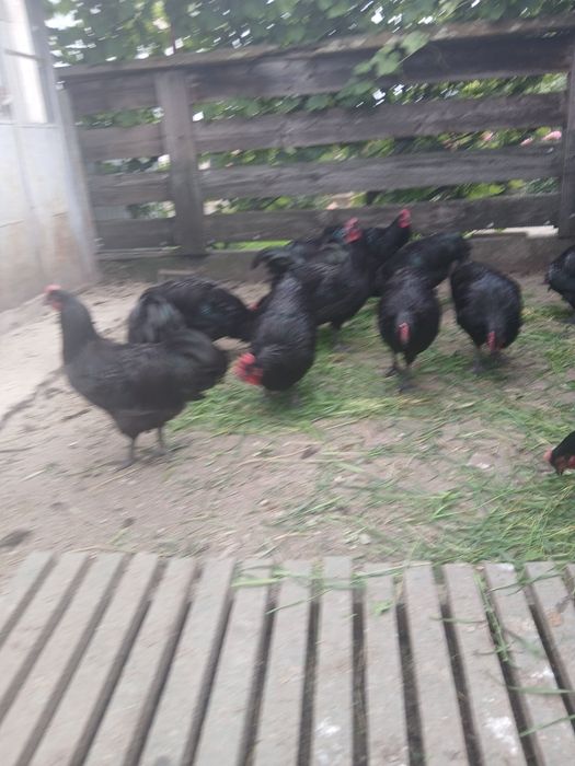 Cocosi australorp  varsta 5 luni și 12 zile