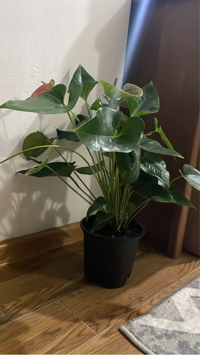 Мужское счастье