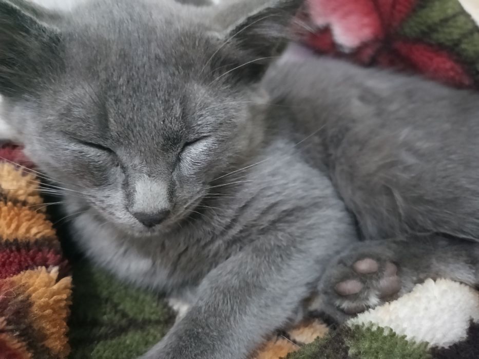 Отдам котят в хорошие руки