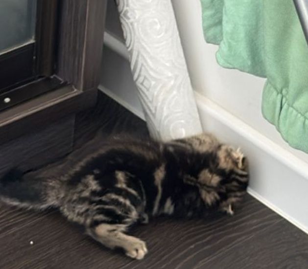 Вислоухий шотландец