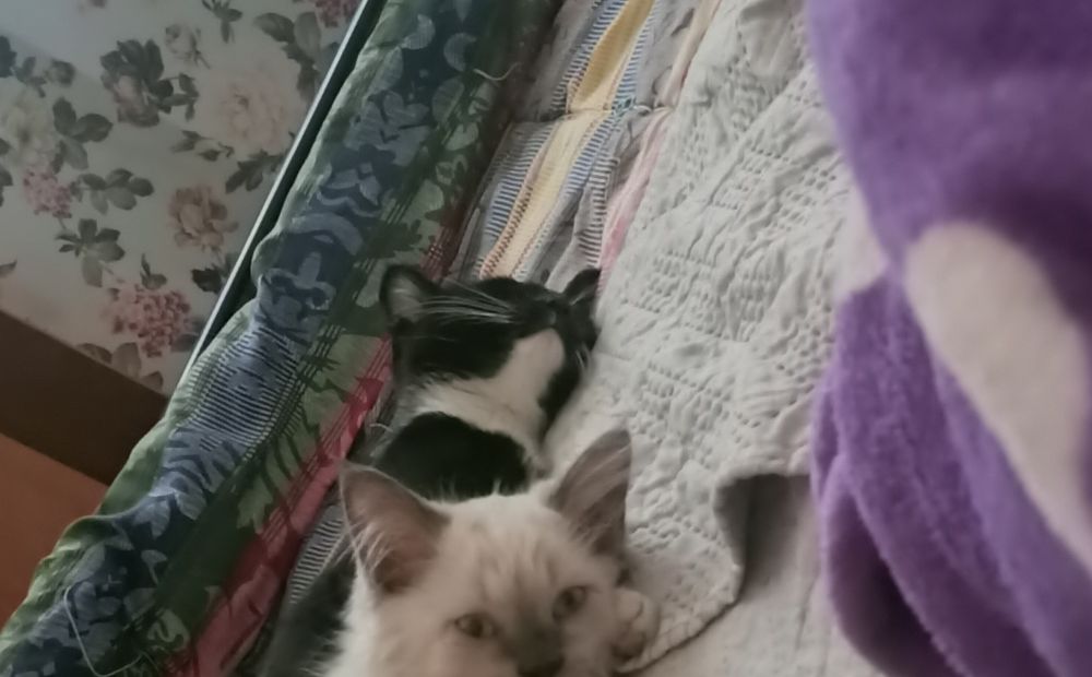 Ищу котенка мальчик