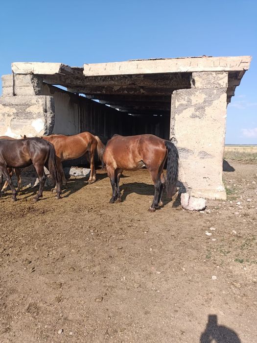 Продам Құнан, далада күйі жақсы