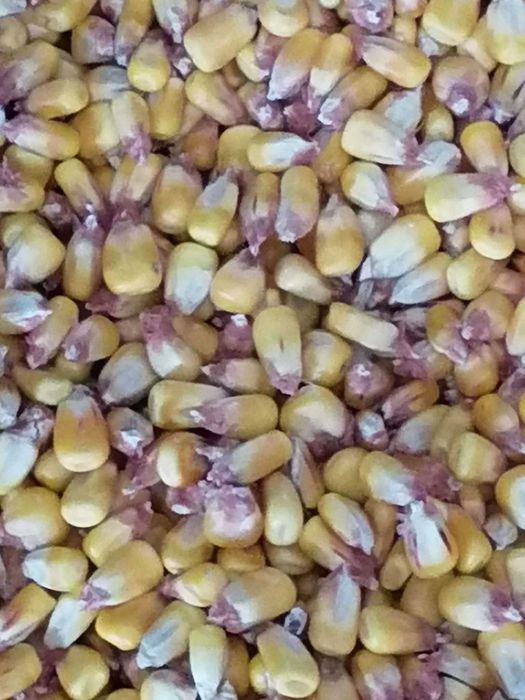 porumb boabe de vinzare