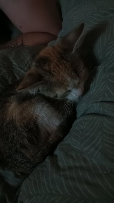 pui de pisica spre adopție