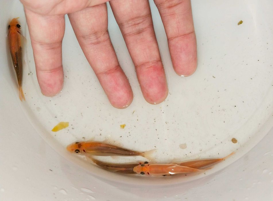 Гиринохейлус аквариумные рыбки