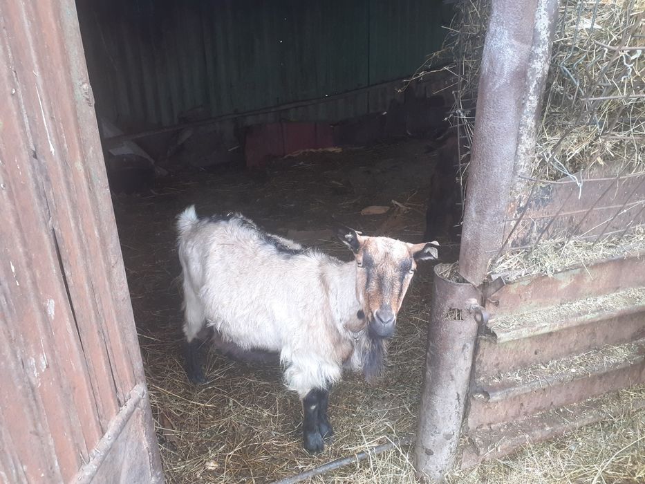 Capre alpin francez metis