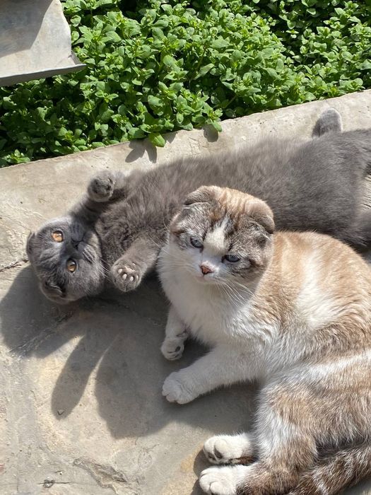 Shatlandkiy mushuk  bolalarga oʻrgangan