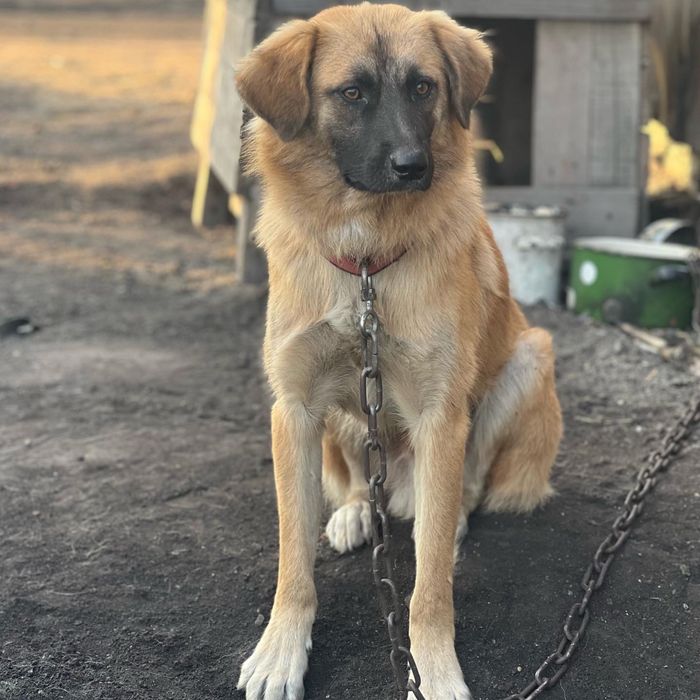 Собака в хорошие руки