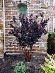 Лагерстремия - индийски люляк Налични 5 цвята