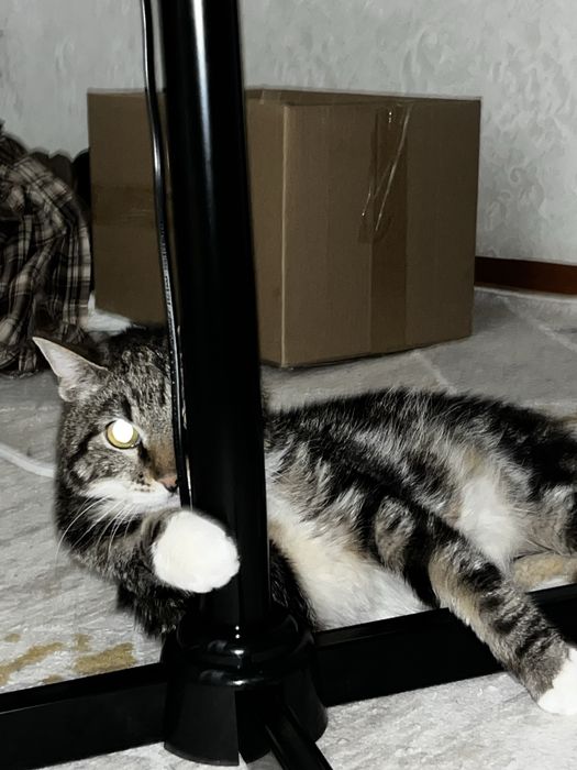Отдам кота барашка в добрые руки