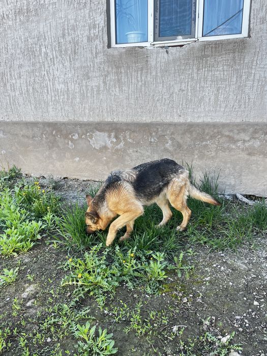 Продам срочно собаку