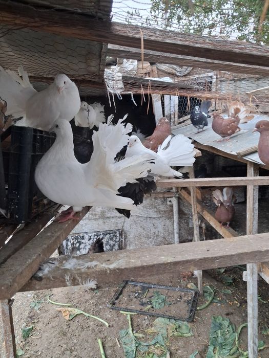 Vand porumbei rotati