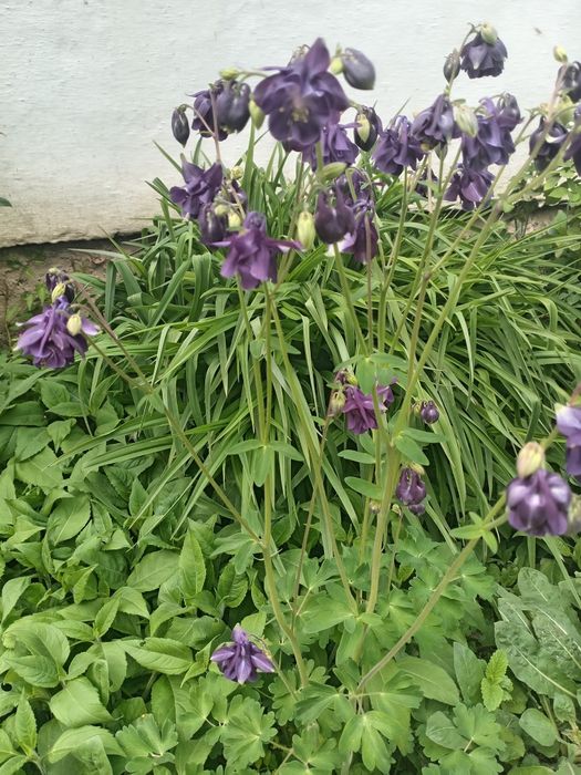 Продаётся цветы много летние