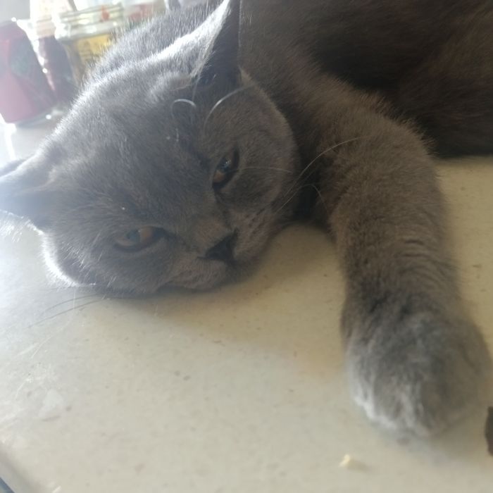 Срочно продается кот