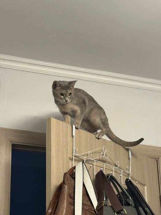 Кошка пародистая
