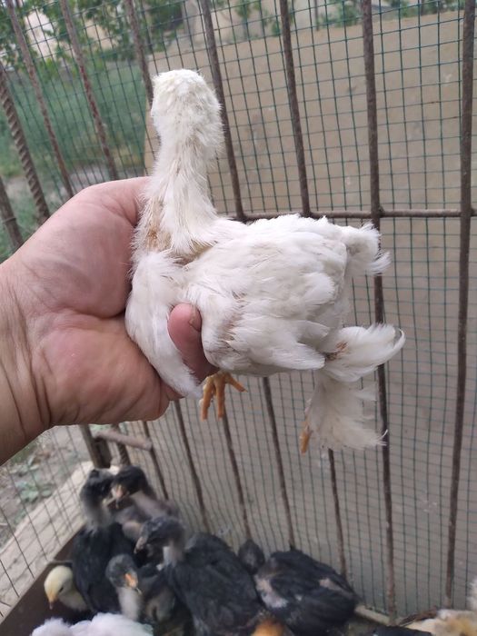 Jo'jalar parpoy arzon narxd