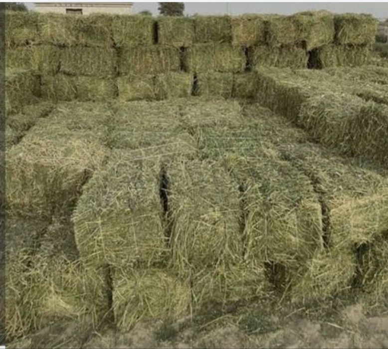 Жоңышқа сатылады