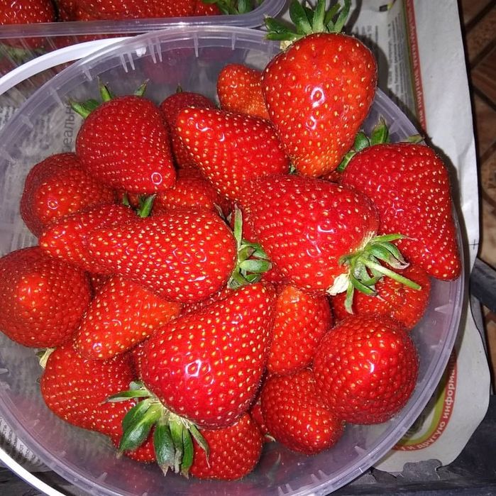 Рассада клубникы Альбион, Сандра, Мурано