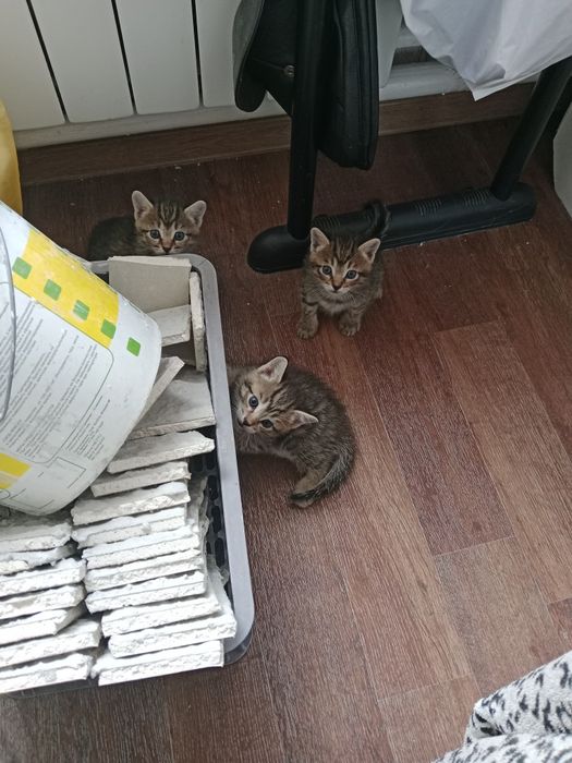 Коржик, Карамелька и Компот
