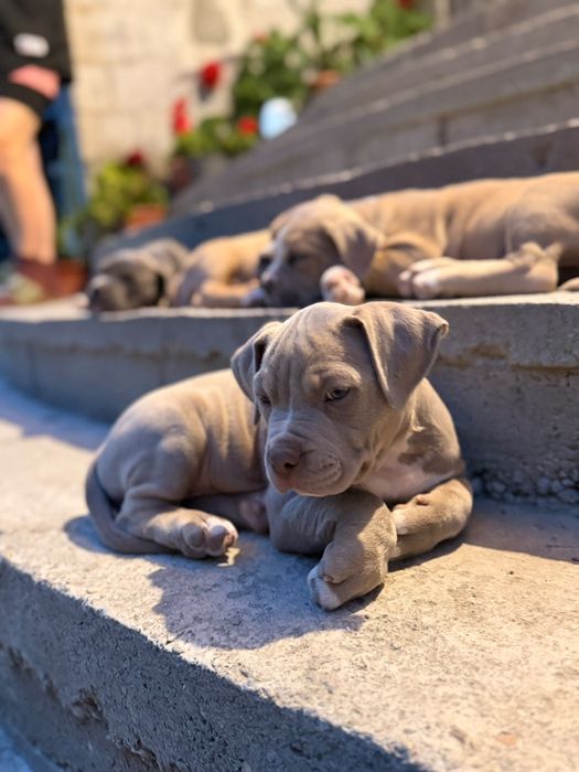 American Bully Pocket