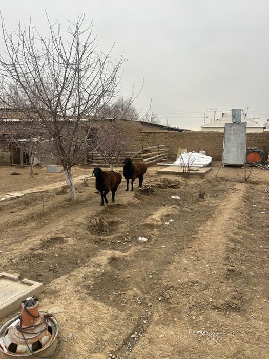 Қошқар сатылады.