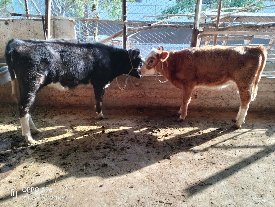 Таналар сатылады 120000