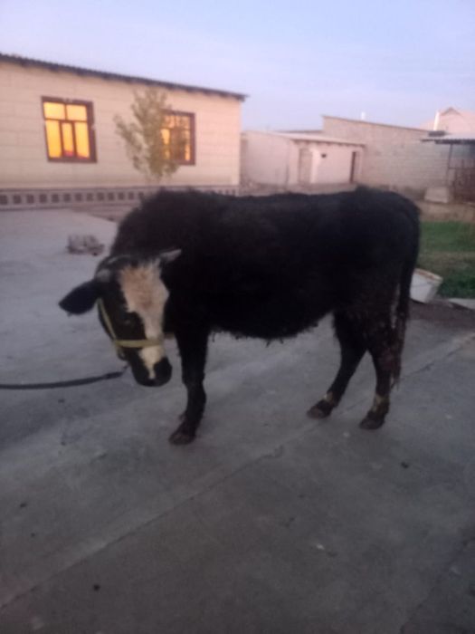 Кашар сатылады кара тусти