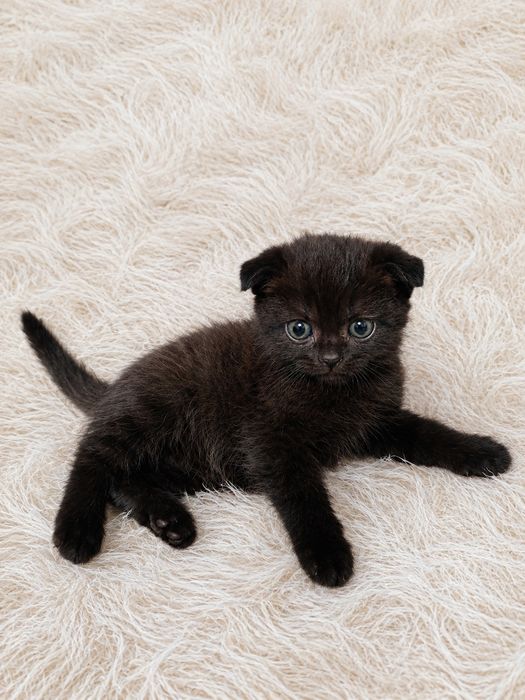 Продам котят. Шотландские