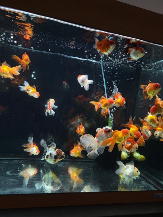 Vând carasi oranda