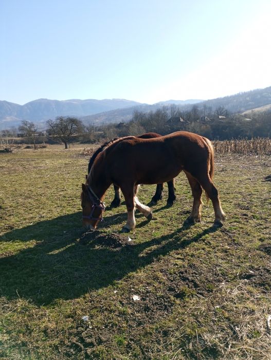 Mânză de 2 ani de vânzare