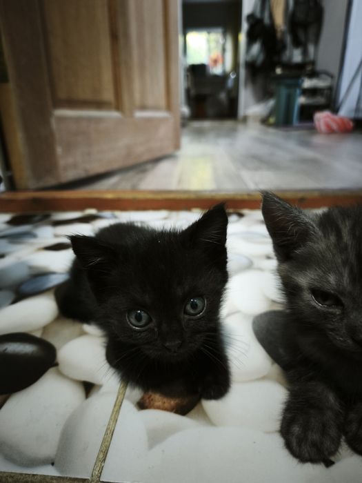 Отдам котят в добрые руки