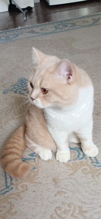 Британский котенок