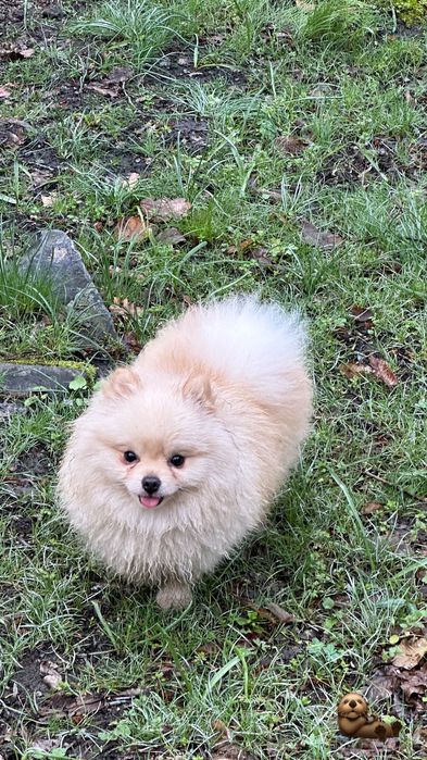 Мини померан кремав на 3 години