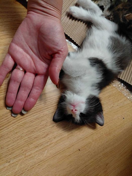 Отдам котят в хорошие руки