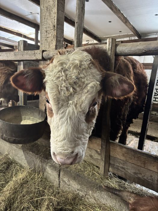 Ақ бас на племя 11 мес