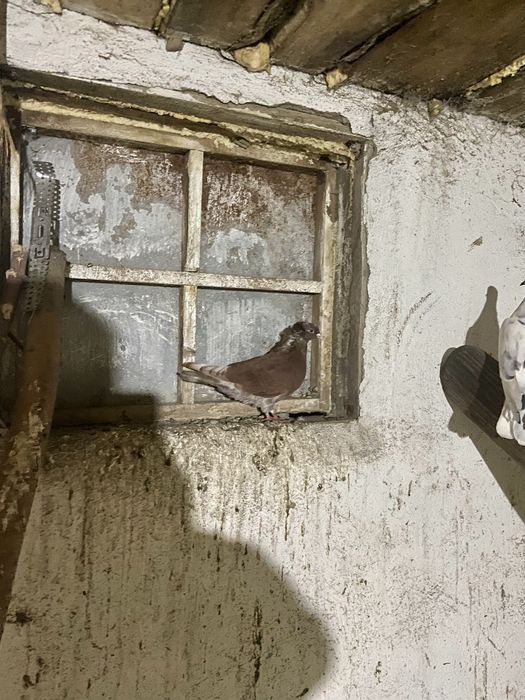 Продам бакинцев