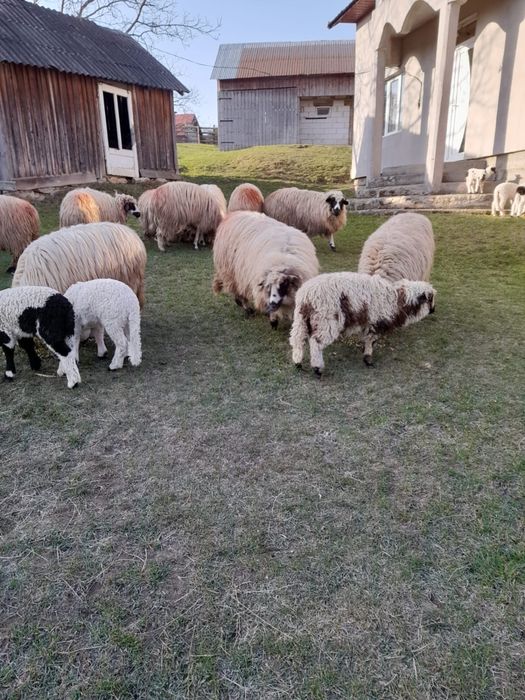 Oi de vanzare…….