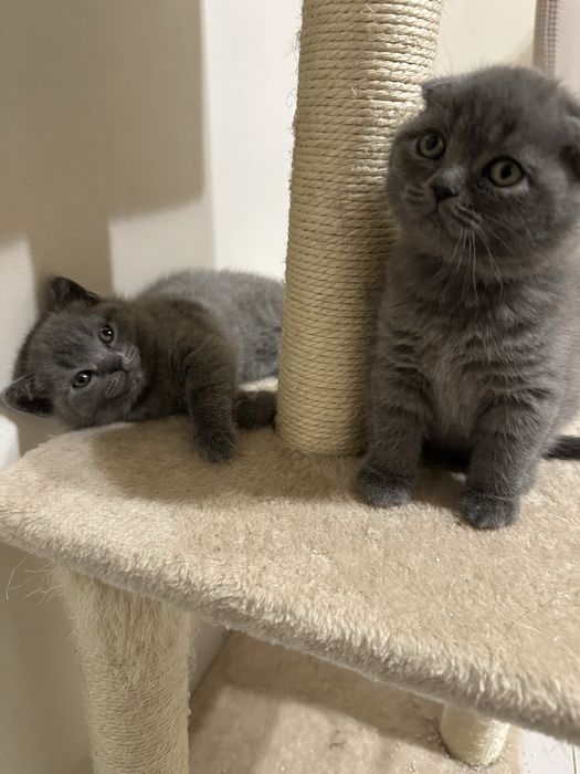 Британски късокосмести клепоухи