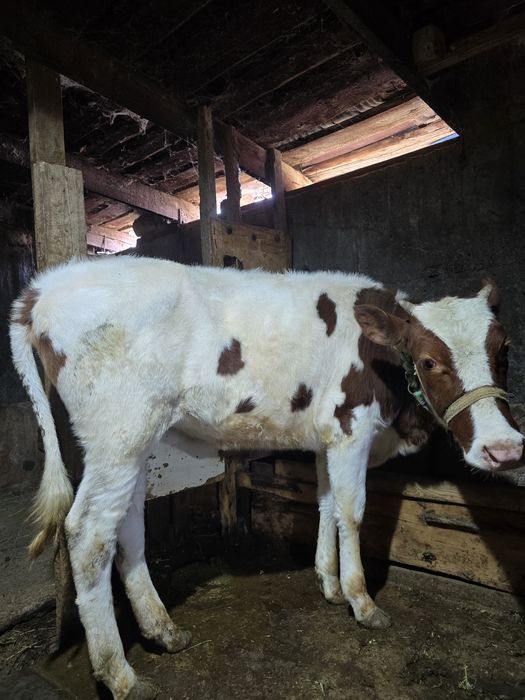 Телка  телкаааааа