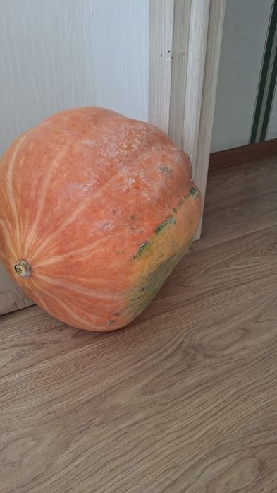 Продам тыкву большуую