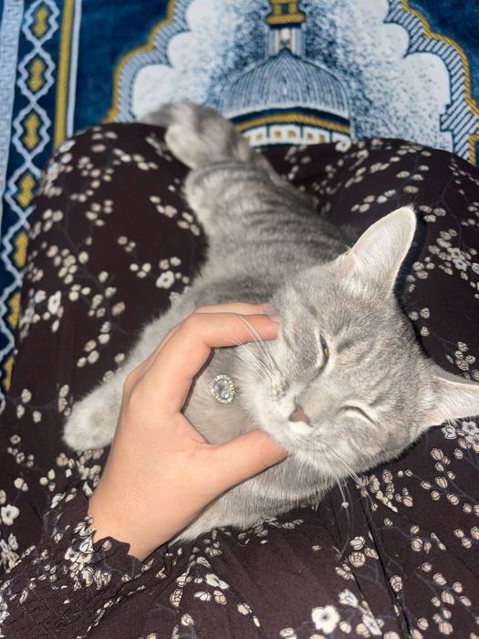 Scottish straight mushuk