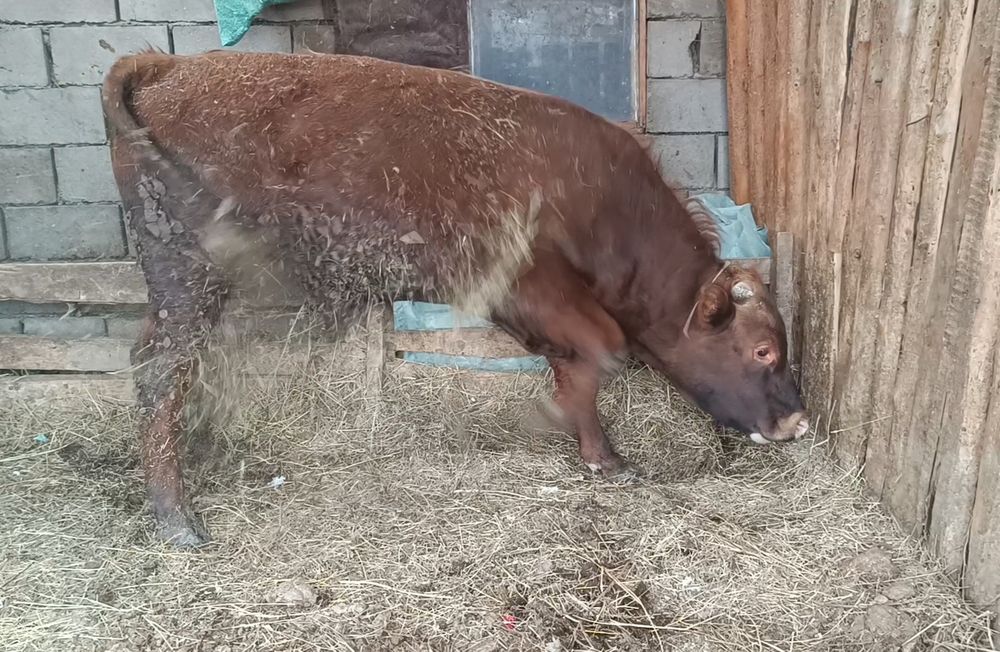 Продам быка февральский