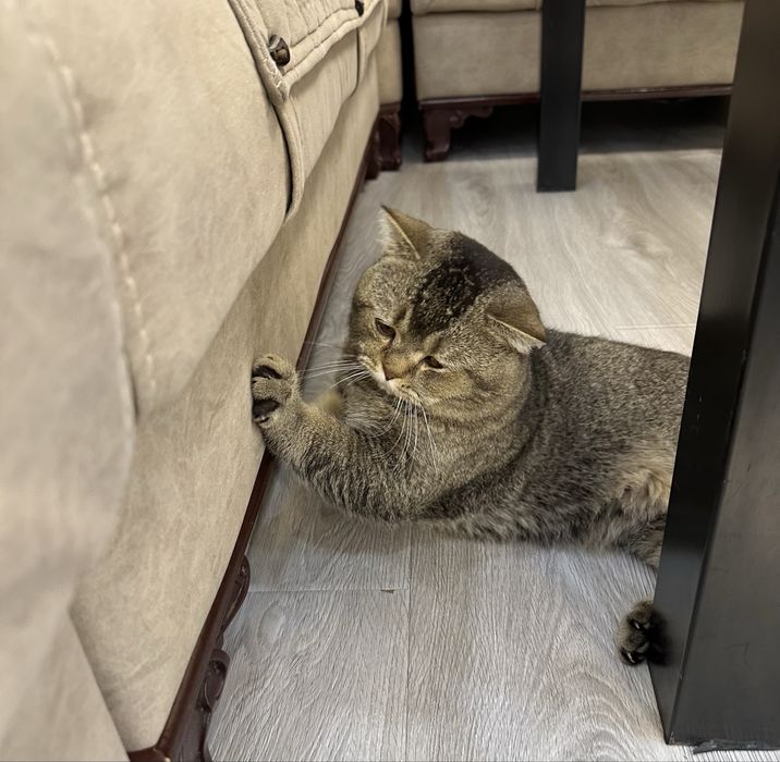 Продаётся красавчик шиншилла