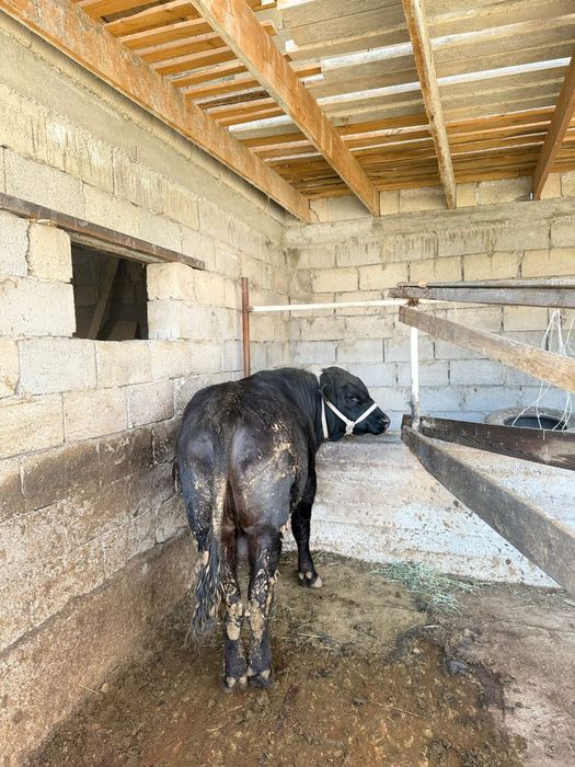 Ангус бұқа сатылады