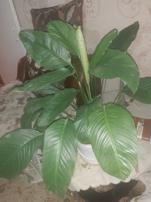 Продается цветы за 10000 тенге