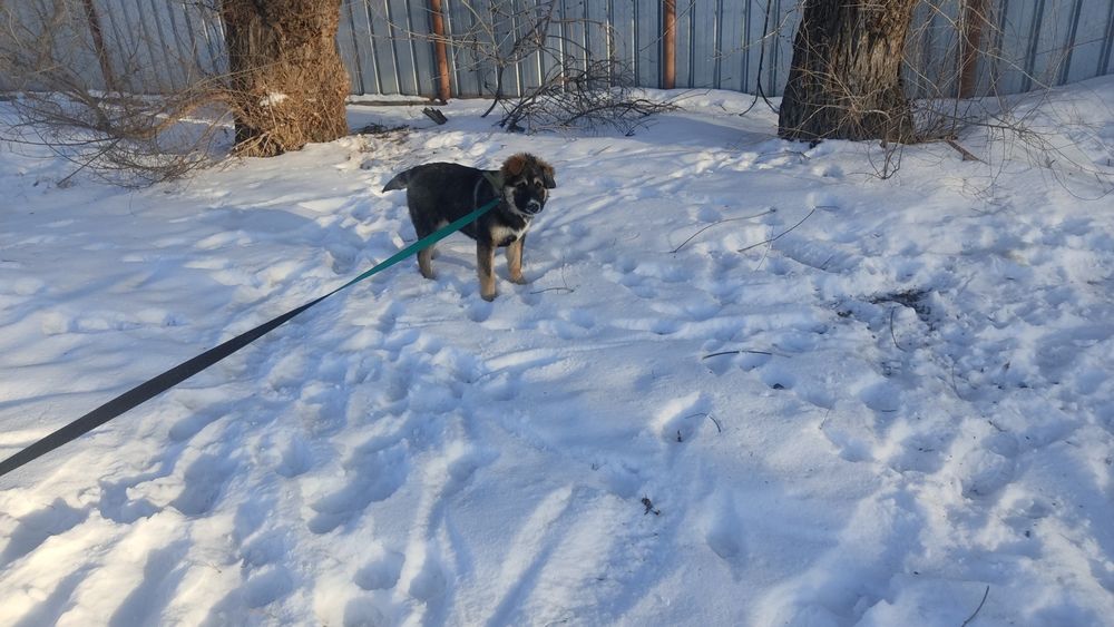 В хорошие ответственные руки!!!