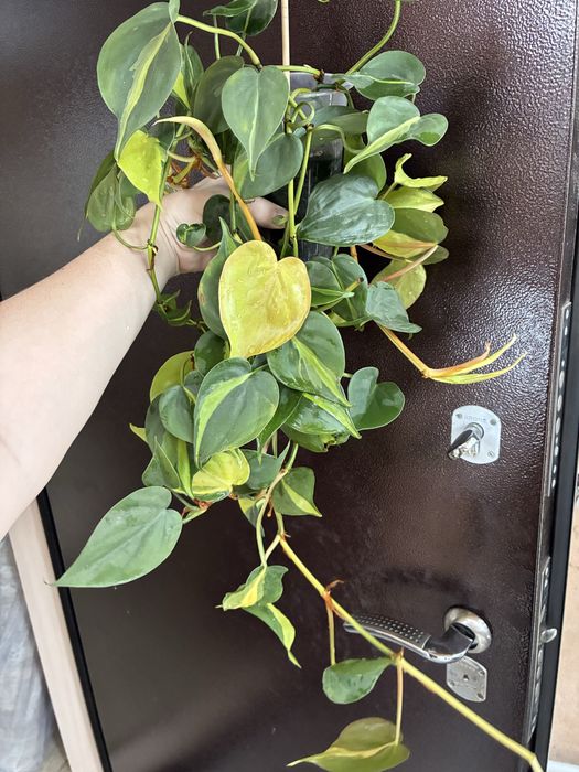 Филодендрон и сциндапсус